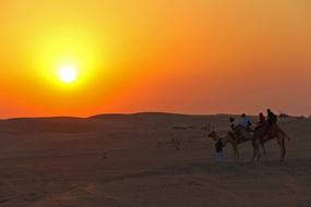 Sunset Dawn Desert Camel