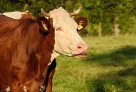 Brown and White Cow on pasture