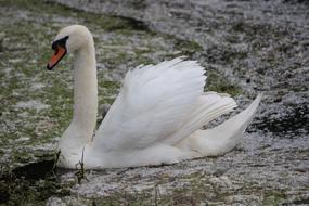 Bird swan in nature