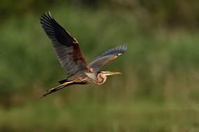 flying Bird Fauna