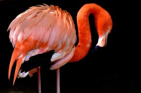 Flamingo Bird Colorful