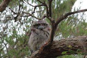 fluffy bird in the branches