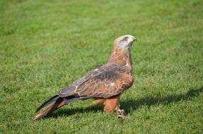 sitting eagle on green grass