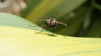 Image Insect Fly