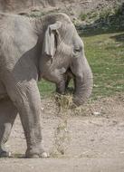 Elephant Mammal Wildlife