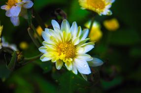 white flower on green background view