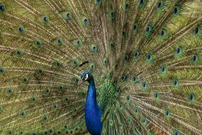 Peacock Bird Feather