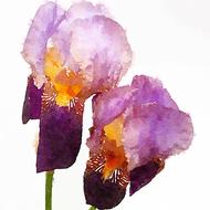 flower flora nature husk iris