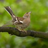 Animal Bird Chaffinch Frigilla