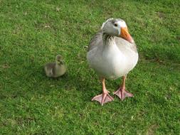 Goose With Baby