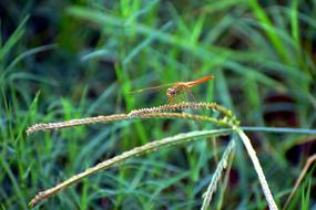 Dragonfly Macro Golden