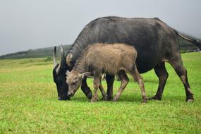 Mammal Animal Lawn Hay