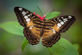 Butterfly Insect Nature