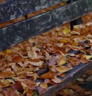 autumn leaves on the stairs