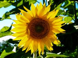 sunflower against the leaves