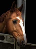 Horse Head Portrait