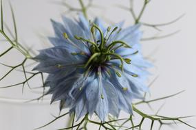 unusual flower at home