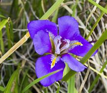 beautiful flower in the grass