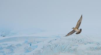 Bird Wings Antarctica