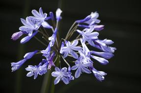 mini purple flowers