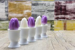 violet Tulips Flowers