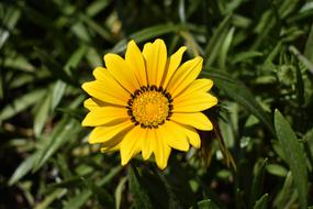 yellow flower hidden in the grass