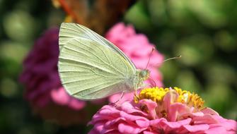green butterfly on a pink flower