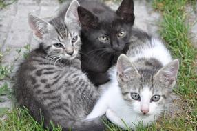 Animal Cute Cat