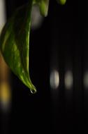 Leaf Nature Blur