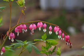 Nature Flowers Plants
