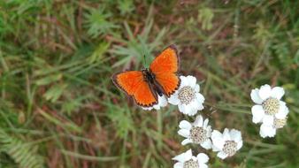 orange unusual butterfly