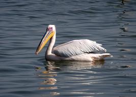 Bird Great White Pelican Pelecanus