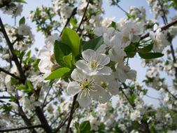 white flowers with leaves on a branch