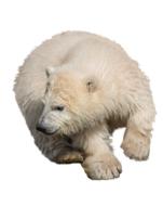 Polar Bear Wild Animal Isolated