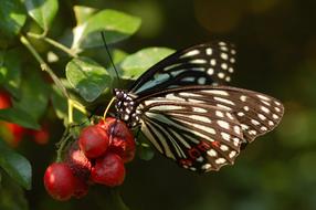 Nature Outdoor Insect