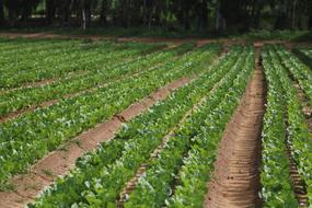 vegetable garden with plants landscape