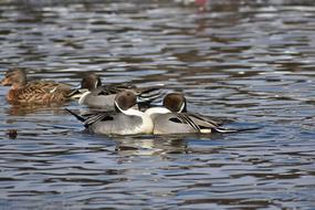 Animal Lake Waterside