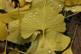 Leaf Flora Nature
