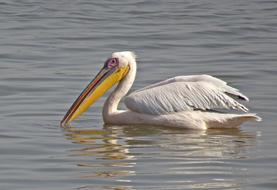 Bird Great White Pelican Pelecanus