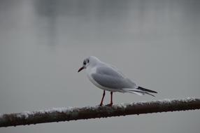 Bird Nature Animal World