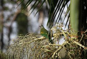 Bird Wildlife Nature