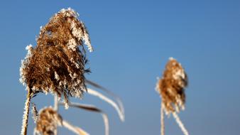 fluffy rush on a blue background