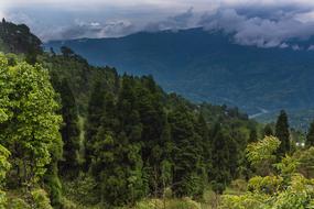 green trees in the mountains view