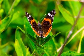 Nature Butterflies Insect