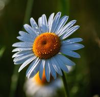 magnificent spring daisy