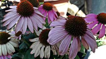 white daisies with pink pigment