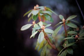 tree with leaves in the night