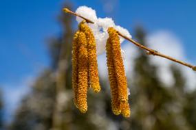 unusual growths on a branch