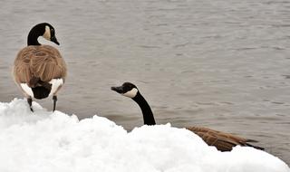 Geese Waterfowl Poultry