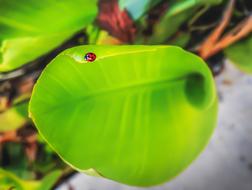ladybug on a big green leaf